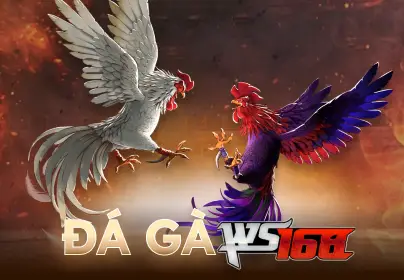 Đá Gà WS168 CO88